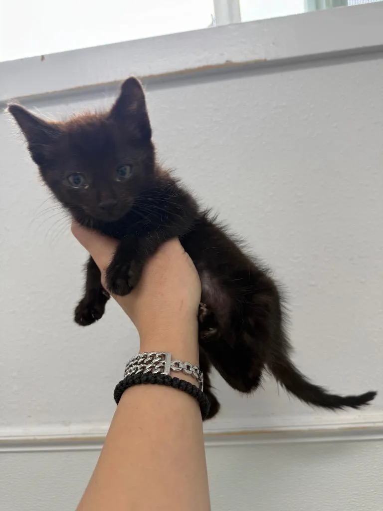 A baby small-sized male Domestic Short Hair cat named Luigi for adoption in Brookings, OR