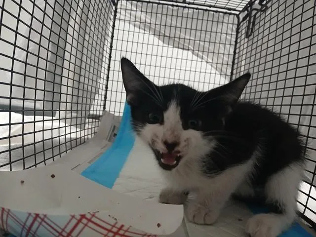 A baby small-sized male Domestic Short Hair cat named Danny for adoption in Fort Lauderdale, FL