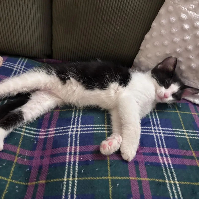 A baby small-sized male Black Domestic Short Hair cat named Theodore for adoption in Carmel, IN