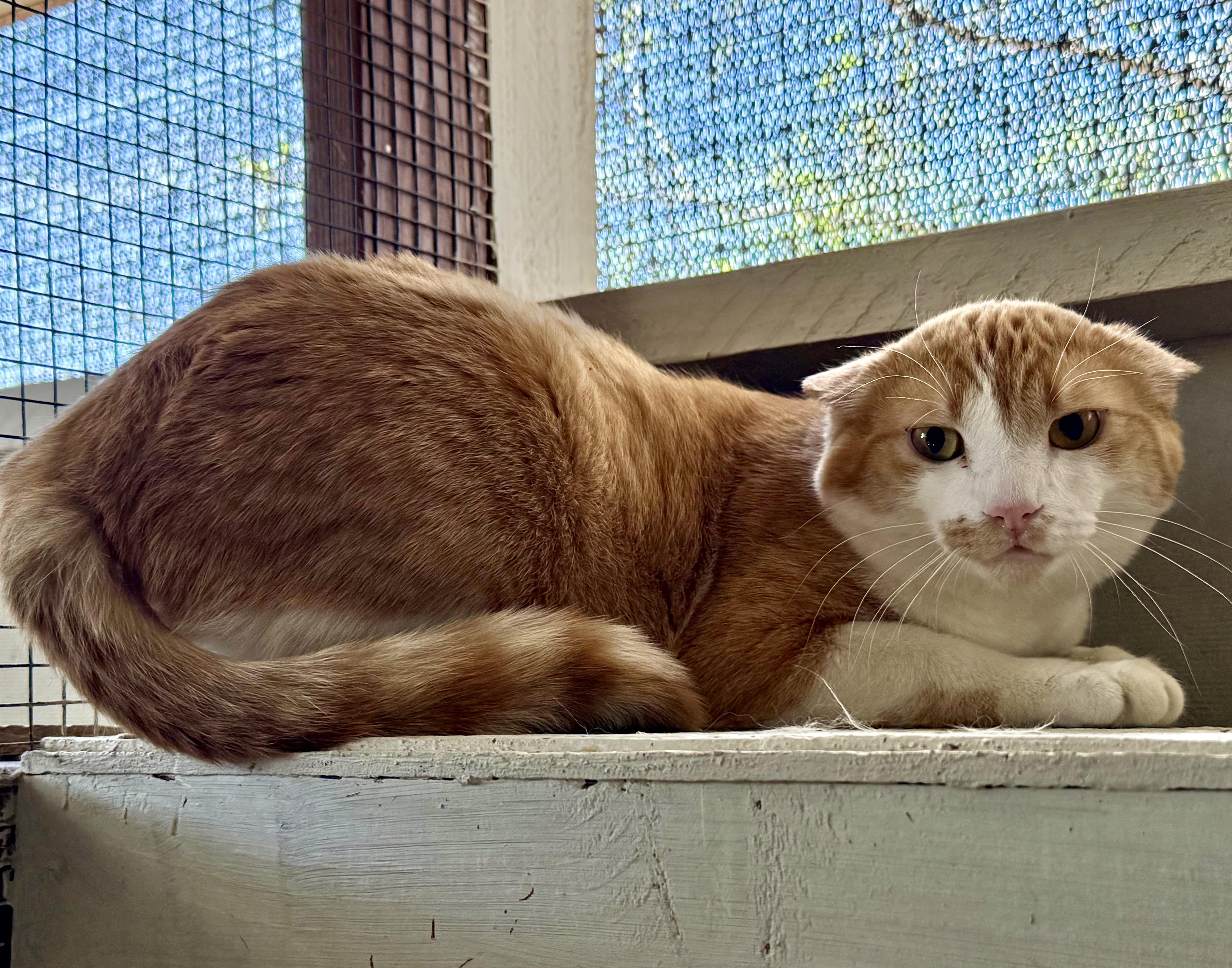 An adult medium-sized male Orange / Red Domestic Short Hair cat named Lasagna for adoption in Marana, AZ