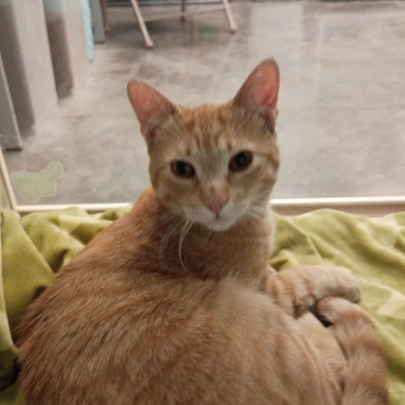 Cheeto