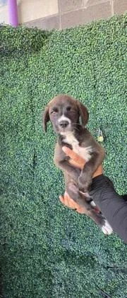 A baby large-sized male Brown / Chocolate Akita dog named 61680786 for adoption in El Paso, TX