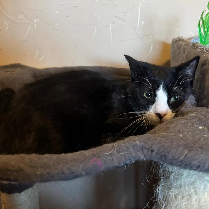 A young medium-sized male Black & White / Tuxedo Domestic Short Hair cat named Brandon for adoption in Warr Acres, OK
