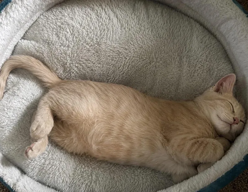 A baby small-sized male Tabby (Orange / Red) Domestic Short Hair cat named Aragorn for adoption in Maineville, OH