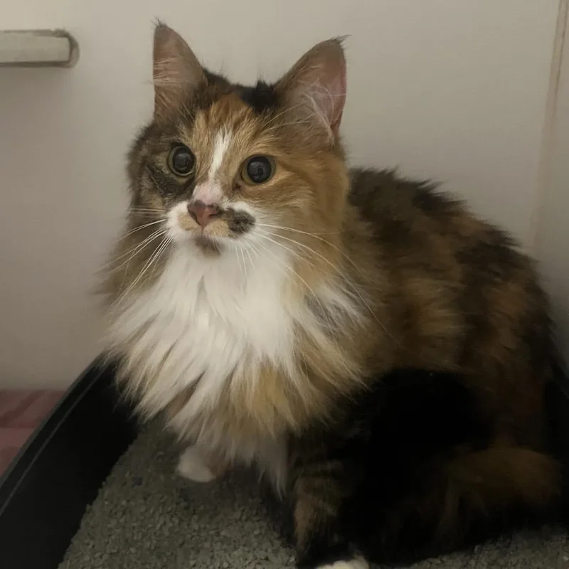An adult medium-sized female Orange / Red Domestic Long Hair cat named Sweetie for adoption in Hinsdale, IL