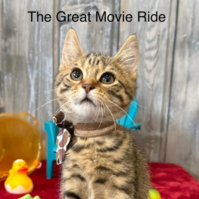 The Great Movie Ride thumbnail 2