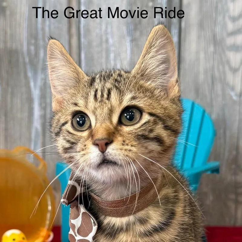 The Great Movie Ride thumbnail 5