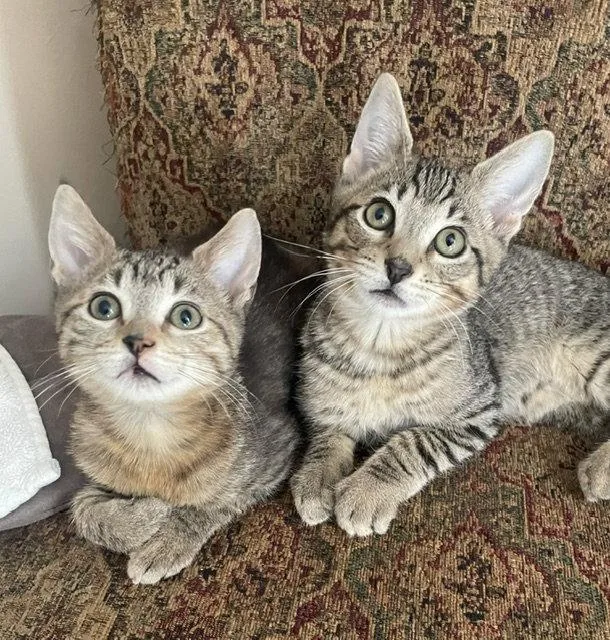 A baby medium-sized male Tabby cat named DonnyC for adoption in Greenville, DE