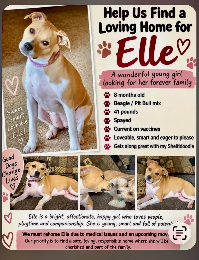 A young medium-sized female Apricot / Beige American Staffordshire Terrier dog named Elle for adoption in Valley Center, KS