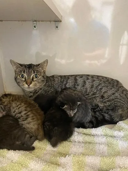 An adult medium-sized female Domestic Short Hair cat named Meowdonna for adoption in Lampasas, TX