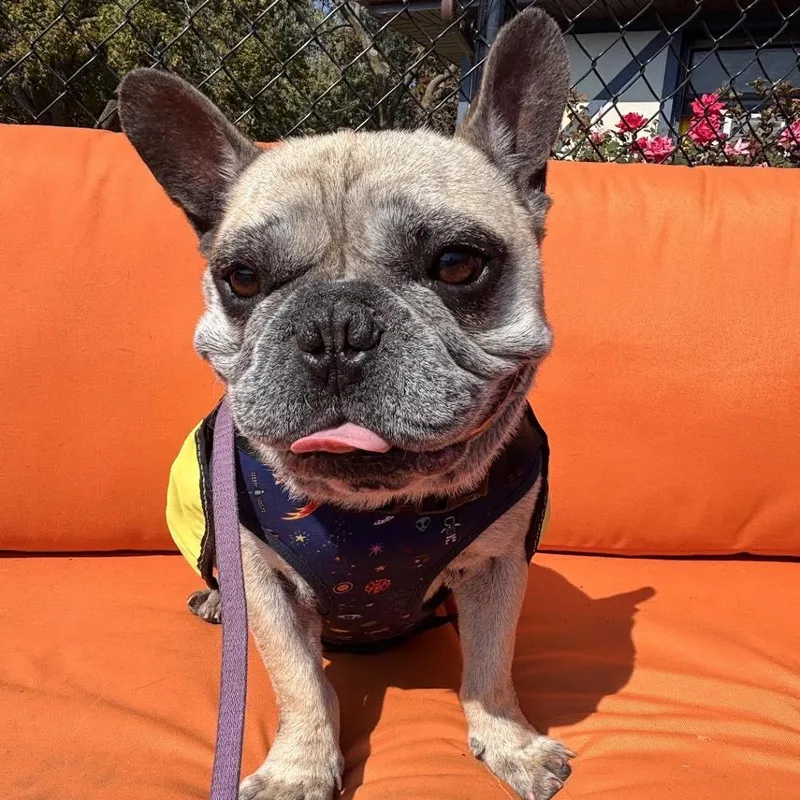 An adult small-sized male Yellow / Tan / Blond / Fawn French Bulldog dog named Stewie for adoption in Northbrook, IL