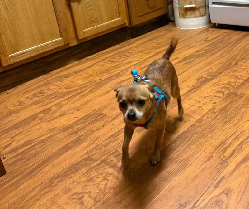 An adult small-sized male Chihuahua dog named AD Rex for adoption in Ashland, WI