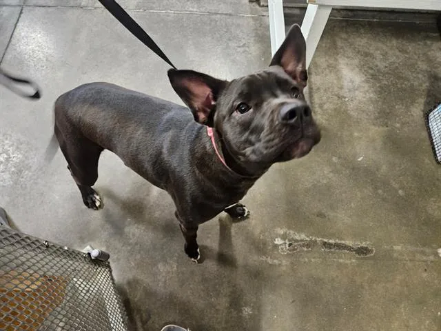 Penny
