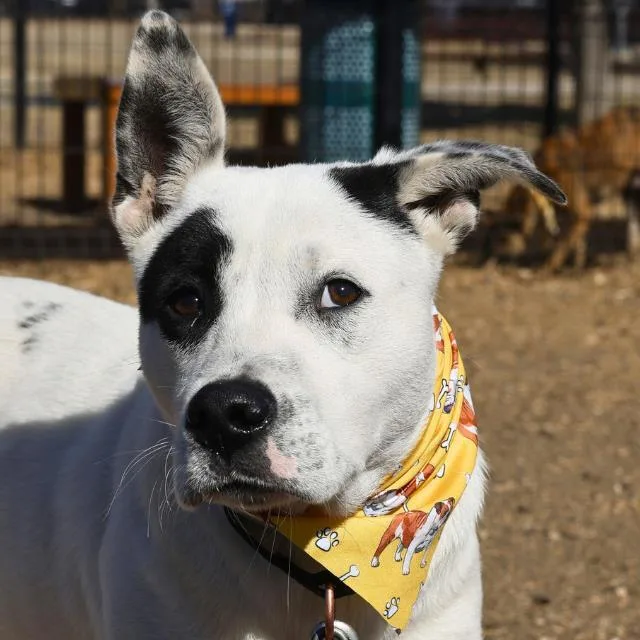 A young medium-sized male American Staffordshire Terrier dog named Lalo for adoption in San Antonio, TX