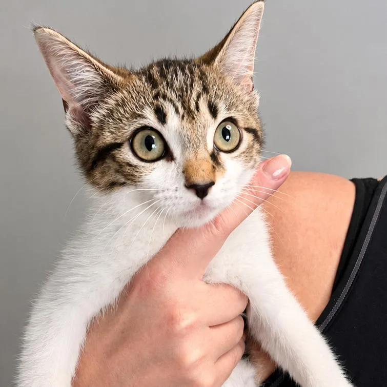 A baby small-sized female Brown / Chocolate Domestic Short Hair cat named Dirty Gertie for adoption in Boerne, TX