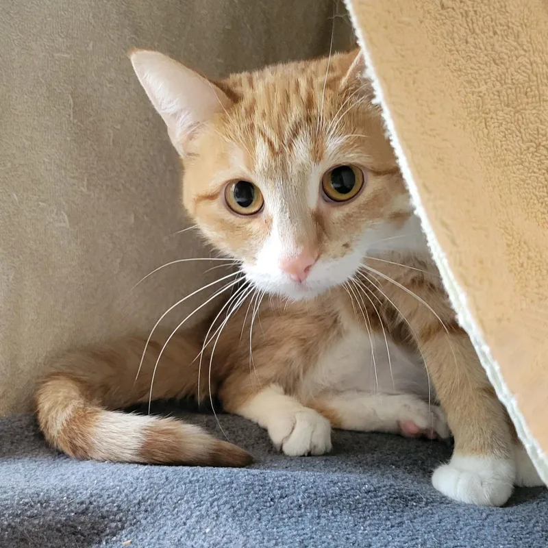 A young medium-sized female Orange / Red Domestic Short Hair cat named Cheddah for adoption in Plover, WI