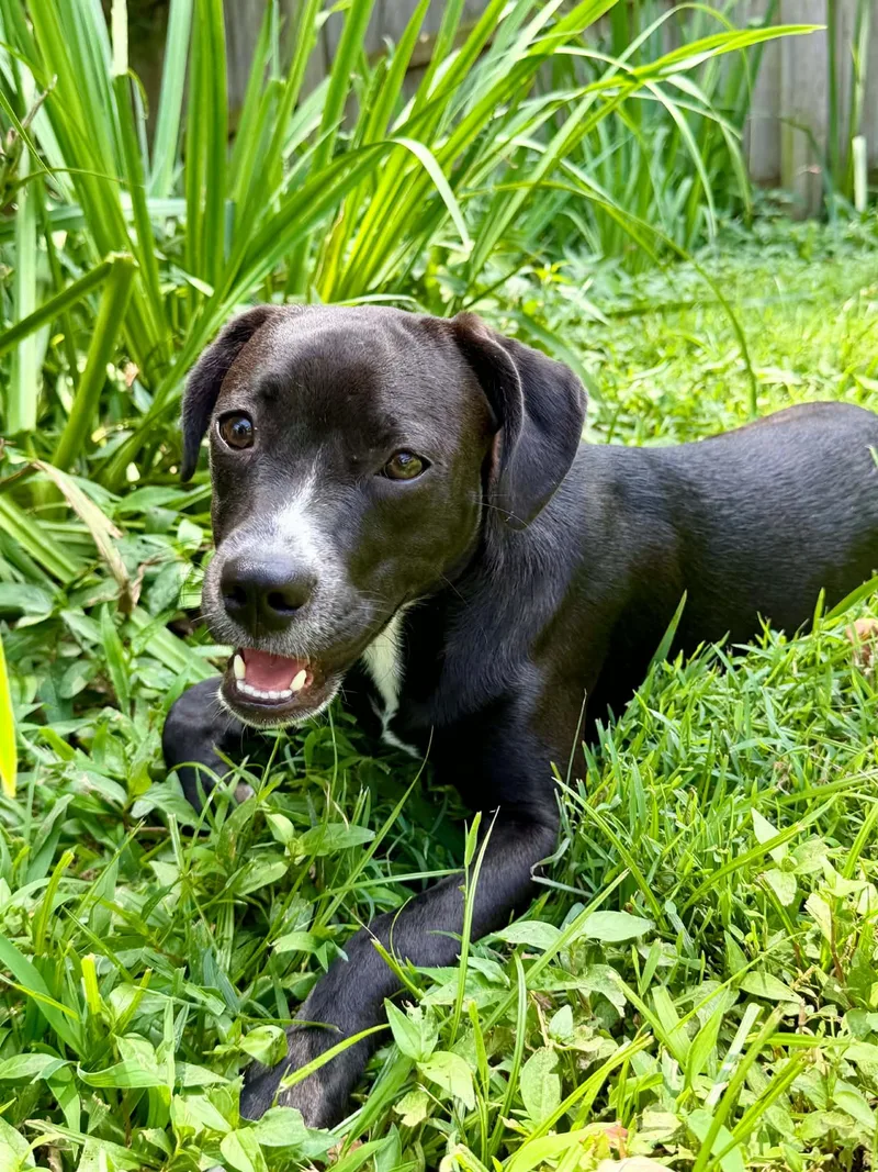 A baby medium-sized female Black Boxer dog named Edie for adoption in Hatfield, PA