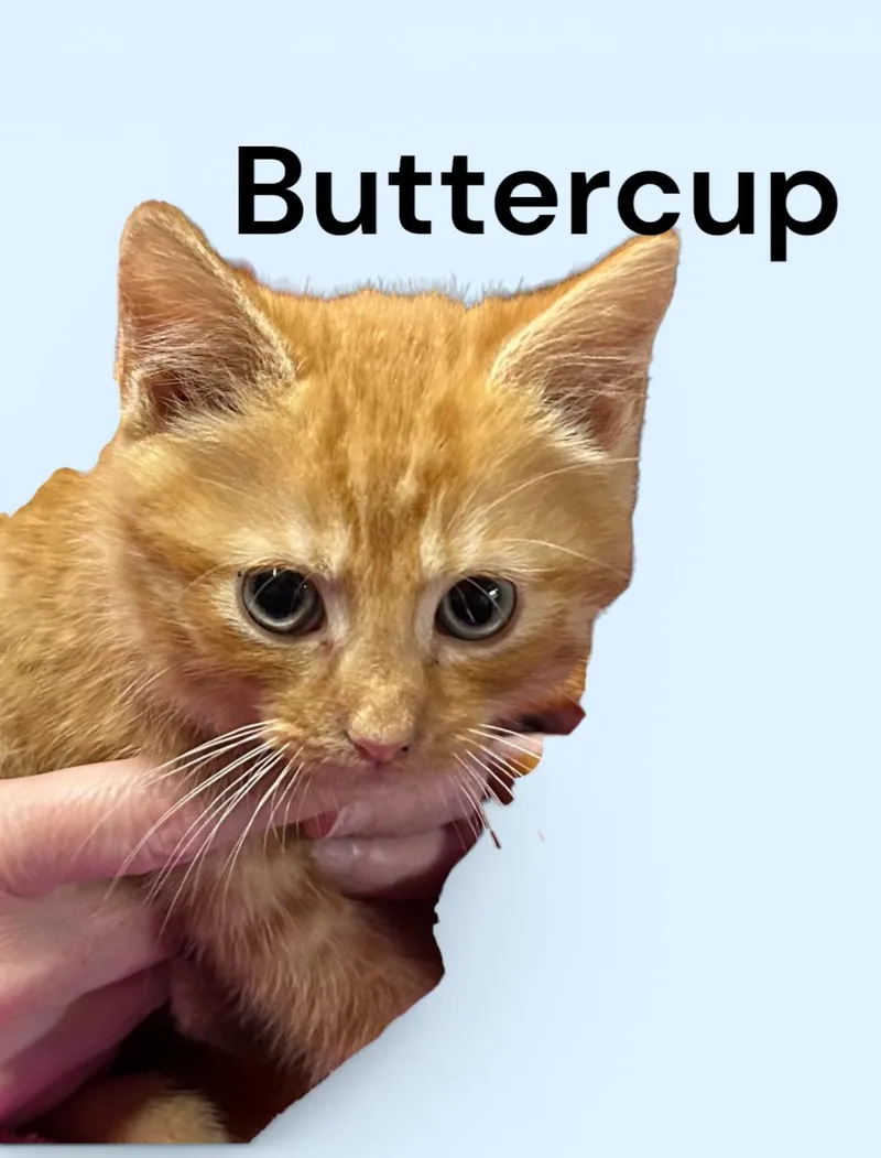 A baby medium-sized male Tabby (Orange / Red) Tabby cat named Buttercup for adoption in Weems, VA
