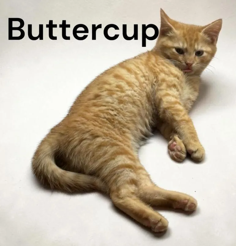 Buttercup thumbnail 2