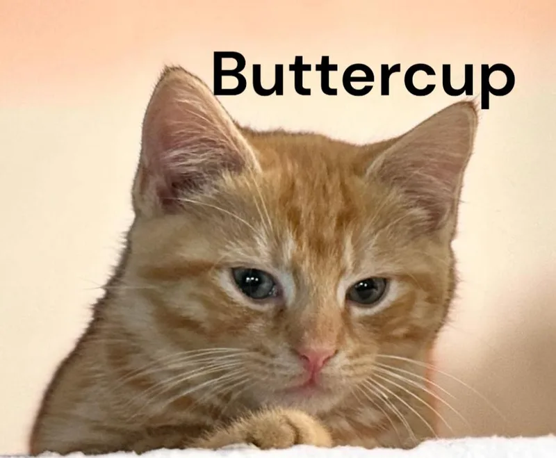 Buttercup thumbnail 3