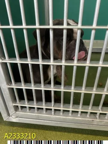 An adult medium-sized female Mixed Breed dog named Clementine for adoption in West Palm Beach, FL