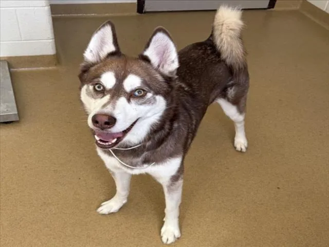 An adult large-sized male Siberian Husky dog named Rodrigo for adoption in Derwood, MD