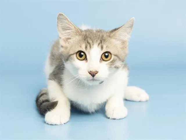 A baby small-sized male Domestic Short Hair cat named Mark for adoption in Phoenix, AZ