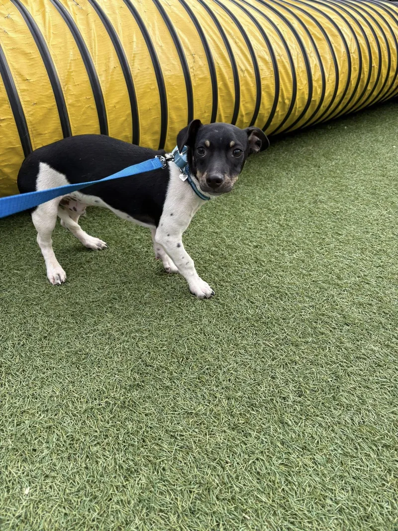 A young medium-sized male Black Jack Russell Terrier dog named Frankie for adoption in Breinigsville, PA