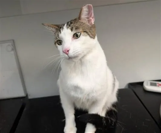 A young large-sized male Domestic Short Hair cat named Elvis for adoption in Antioch, CA