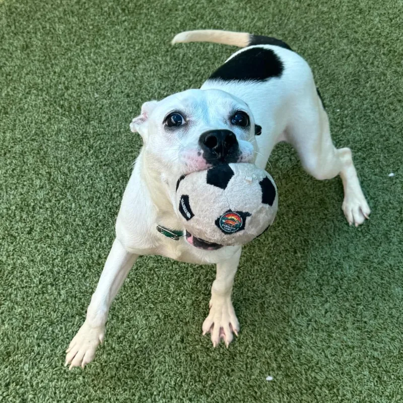 A young medium-sized female White / Cream Mixed Breed dog named Symphony for adoption in Greensboro, NC