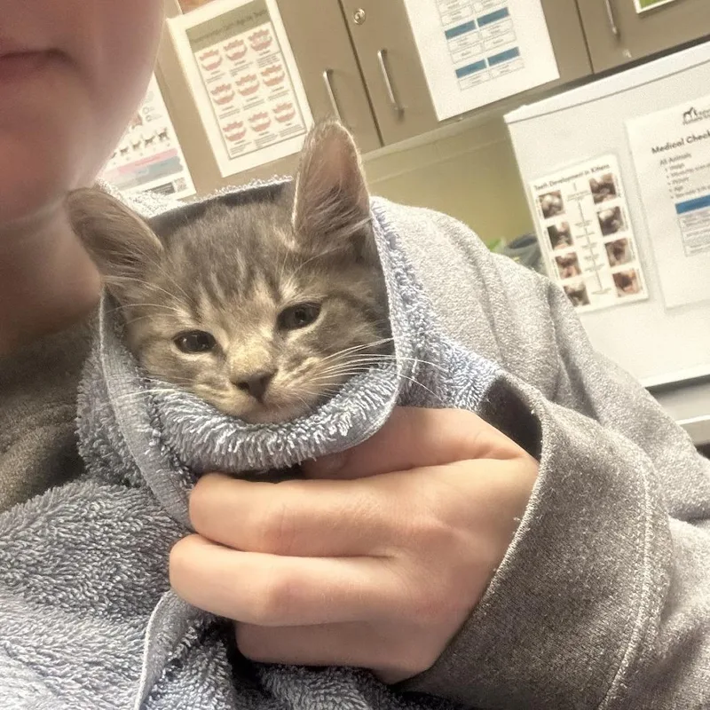 A baby small-sized male Gray / Blue / Silver Domestic Short Hair cat named Phosphate for adoption in Asheville, NC