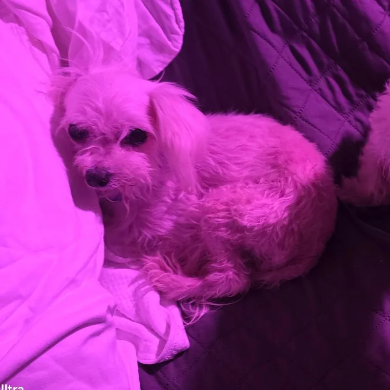Lilly thumbnail 4