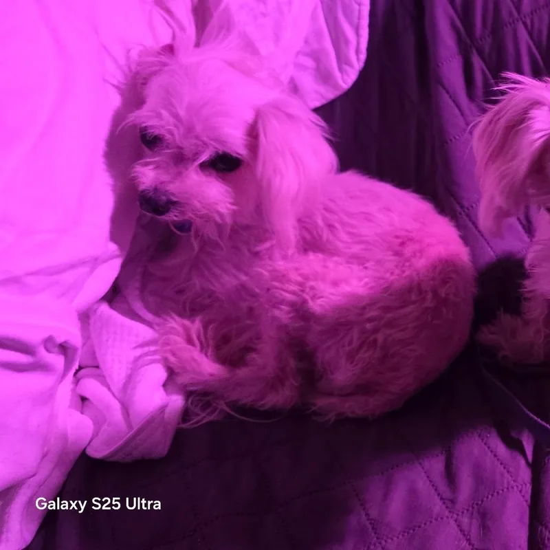 Lilly thumbnail 5