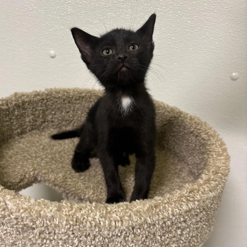 A baby small-sized male Black Domestic Short Hair cat named Bart for adoption in Brookfield, MO