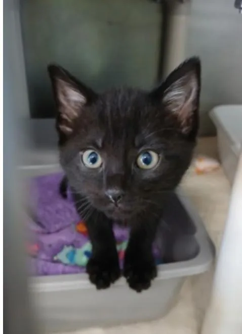 A baby small-sized female Domestic Short Hair cat named Cloud Jumper for adoption in Marshall, NC