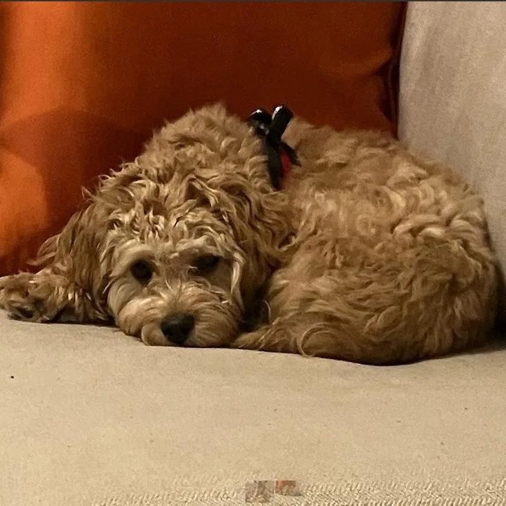 A young small-sized male Miniature Poodle dog named Shogun for adoption in Fairfax, VA