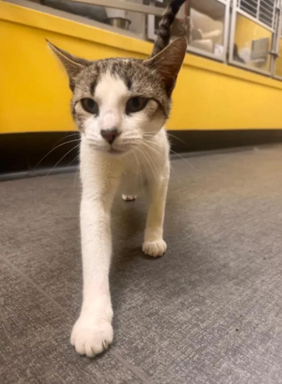An adult medium-sized female White Domestic Short Hair cat named Blanche for adoption in Osseo, MI
