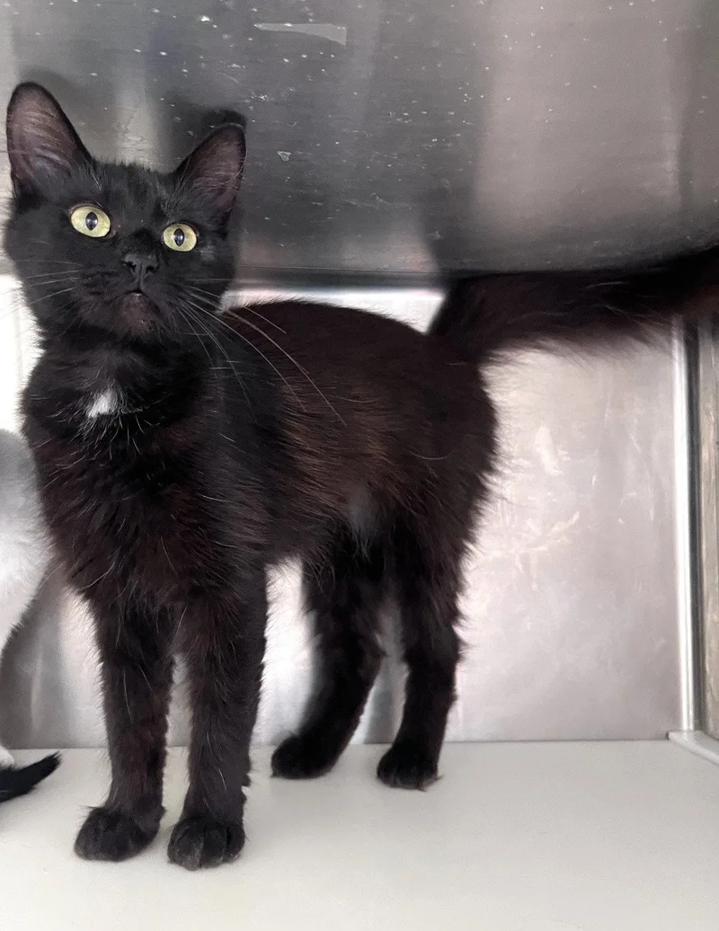 A young medium-sized female Black Domestic Short Hair cat named Carrie for adoption in Carrollton, GA