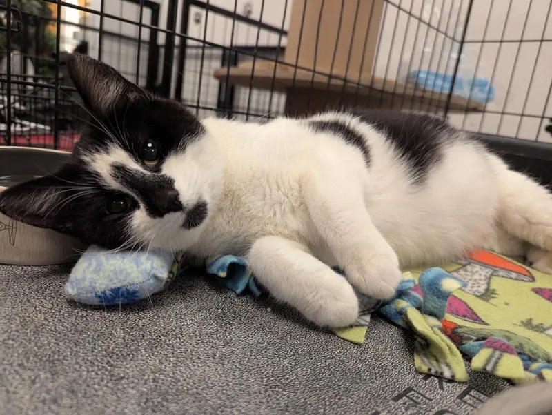 A young medium-sized female Domestic Short Hair cat named Olive Oil for adoption in St. Cloud, MN