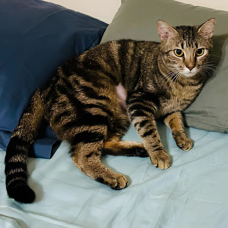 An adult medium-sized female Tabby (Brown / Chocolate) Domestic Short Hair cat named Catalina II for adoption in Houston, TX