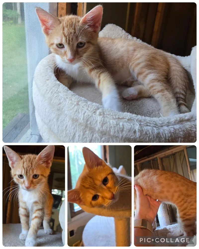 A baby medium-sized male Orange & White Domestic Short Hair cat named Gideon for adoption in Mansfield, PA