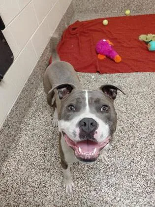 A young medium-sized male Pit Bull Terrier dog named Dozer for adoption in Westland, MI