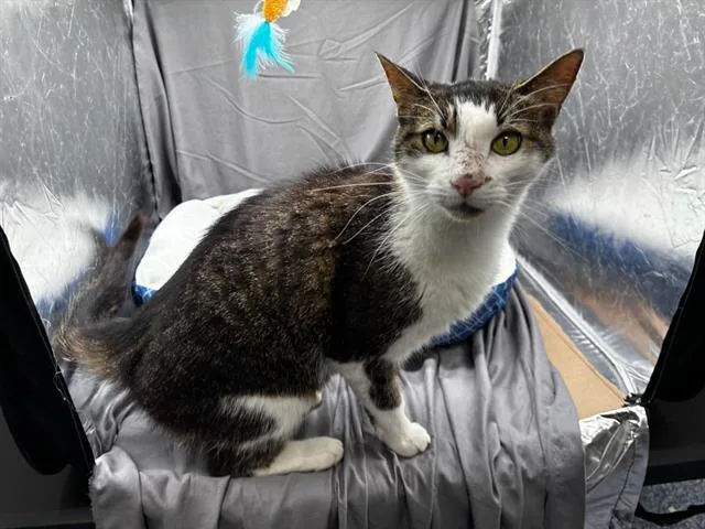 An adult large-sized male Domestic Short Hair cat named Paul for adoption in Appling, GA