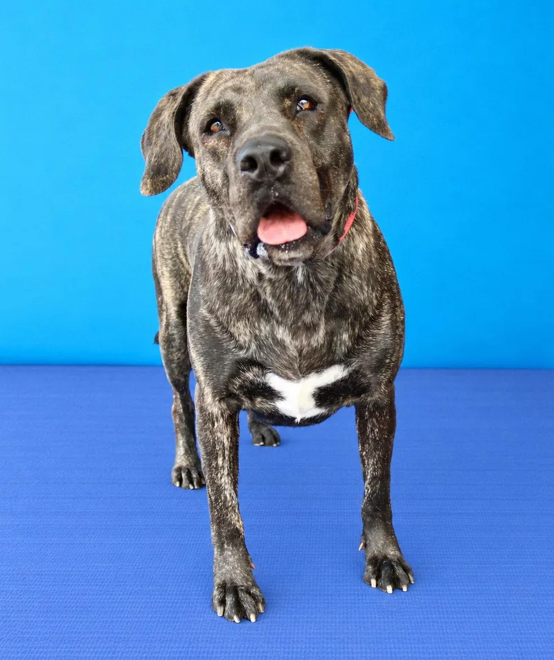 An adult medium-sized female Mastiff dog named Melly for adoption in Pasadena, CA