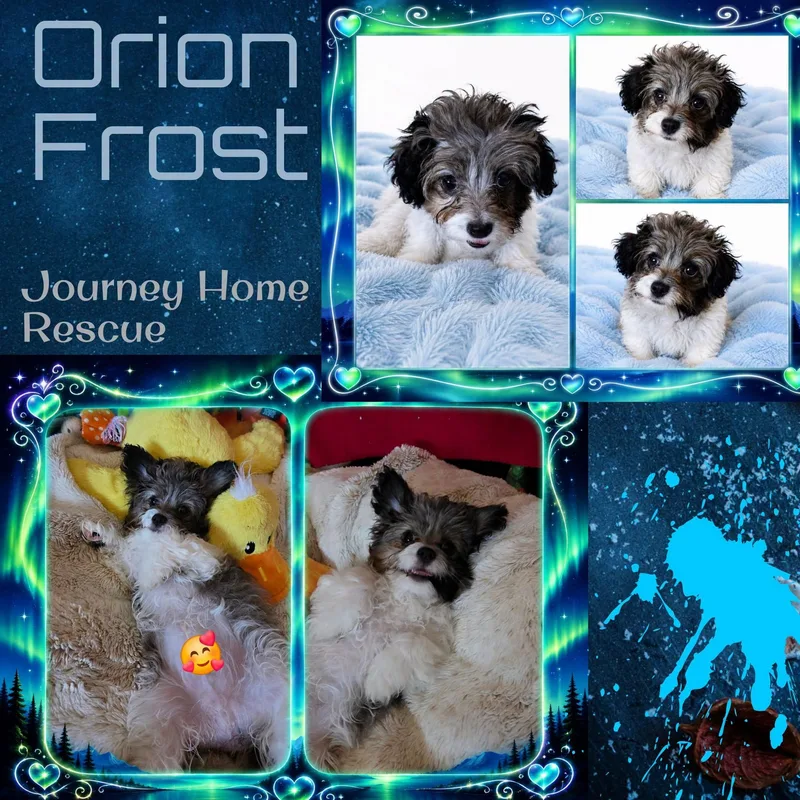 Orion Frost