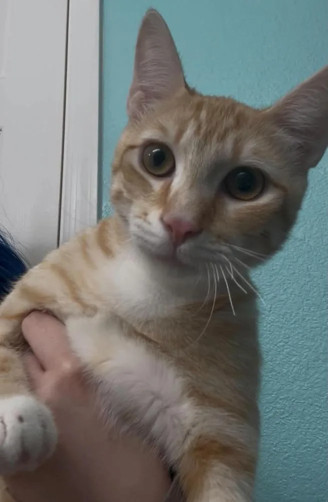 A baby medium-sized male Domestic Short Hair cat named Spiderman for adoption in tucson, AZ