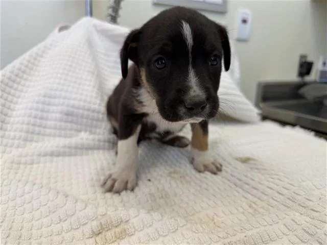 A baby small-sized female German Shepherd Dog dog named Gilberta for adoption in Lancaster, CA