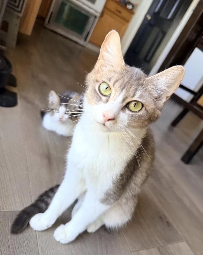 A young medium-sized female Domestic Short Hair cat named Tree for adoption in Ontario, OR