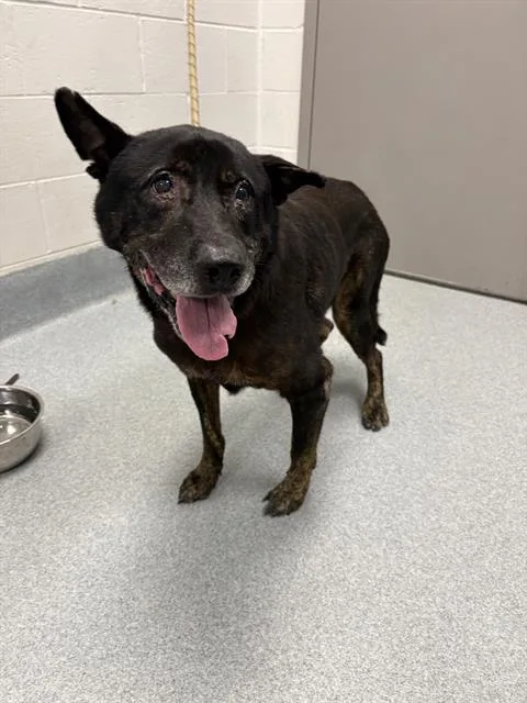 A senior medium-sized male Catahoula Leopard Dog dog named Stellar for adoption in Indianapolis, IN