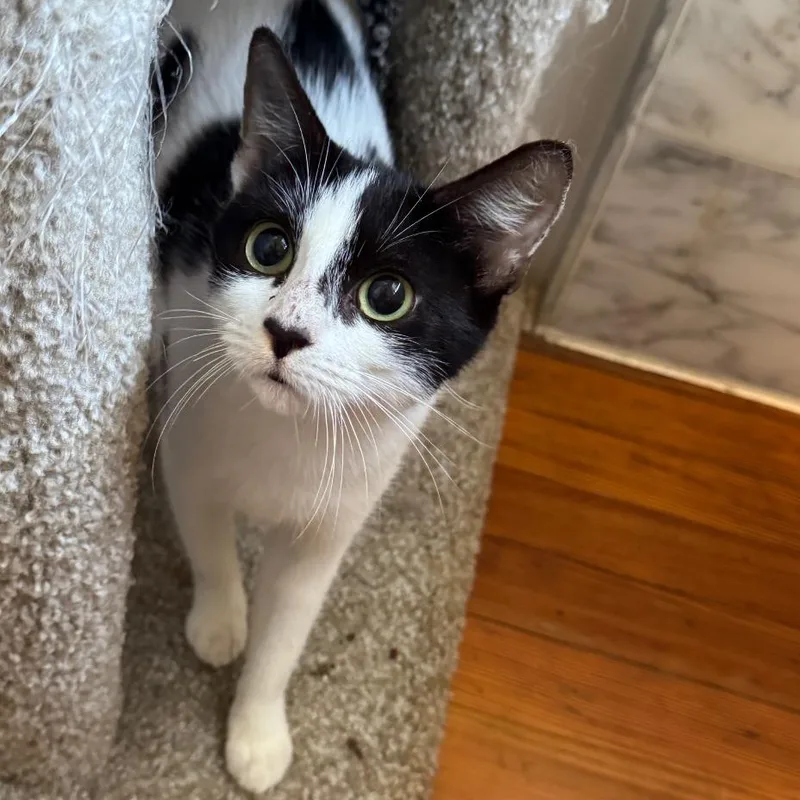 A young small-sized female Black Domestic Short Hair cat named Cortado for adoption in Gibsonia, PA